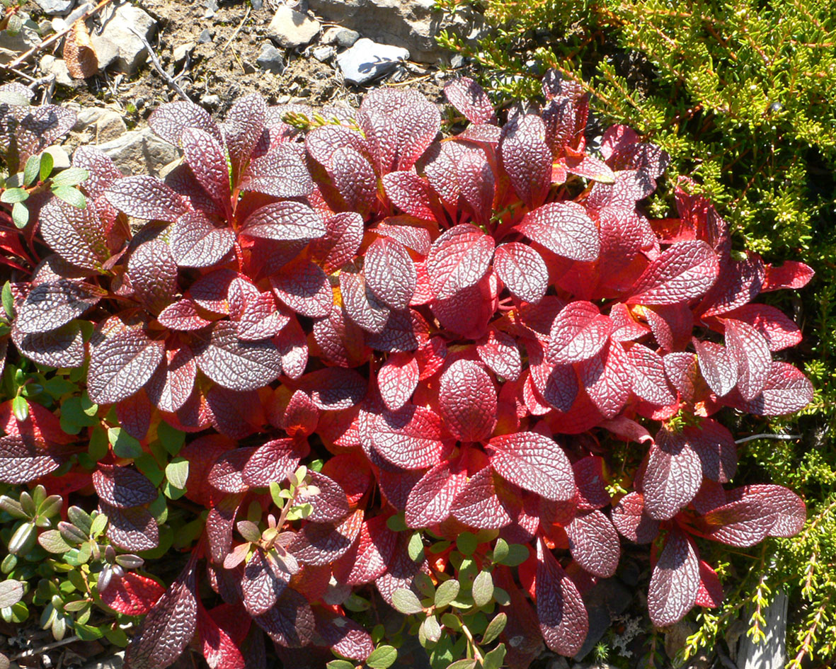 Image of Arctous alpina specimen.