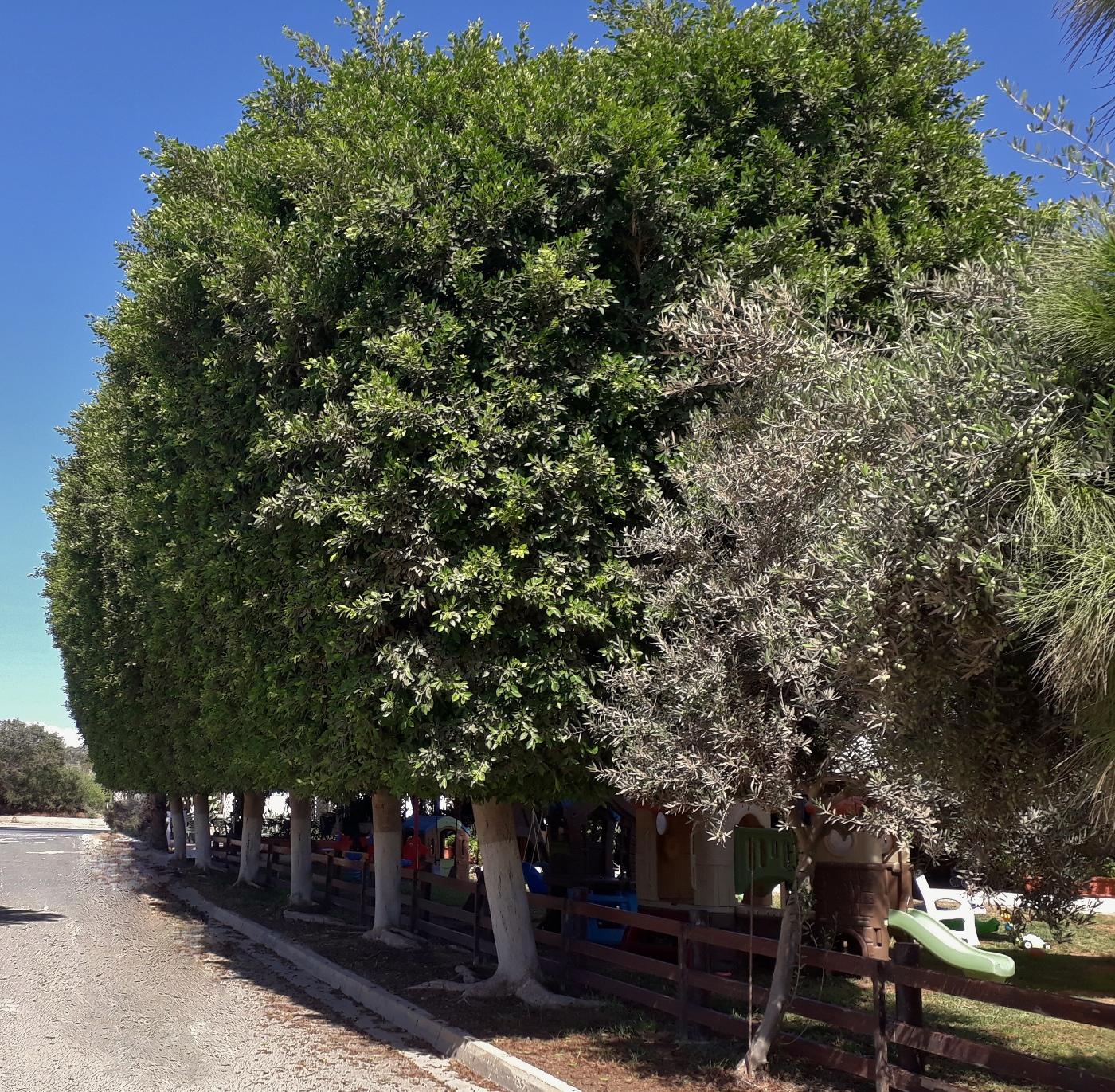 Image of Ficus microcarpa specimen.