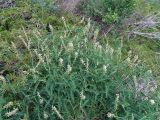 Astragalus falcatus