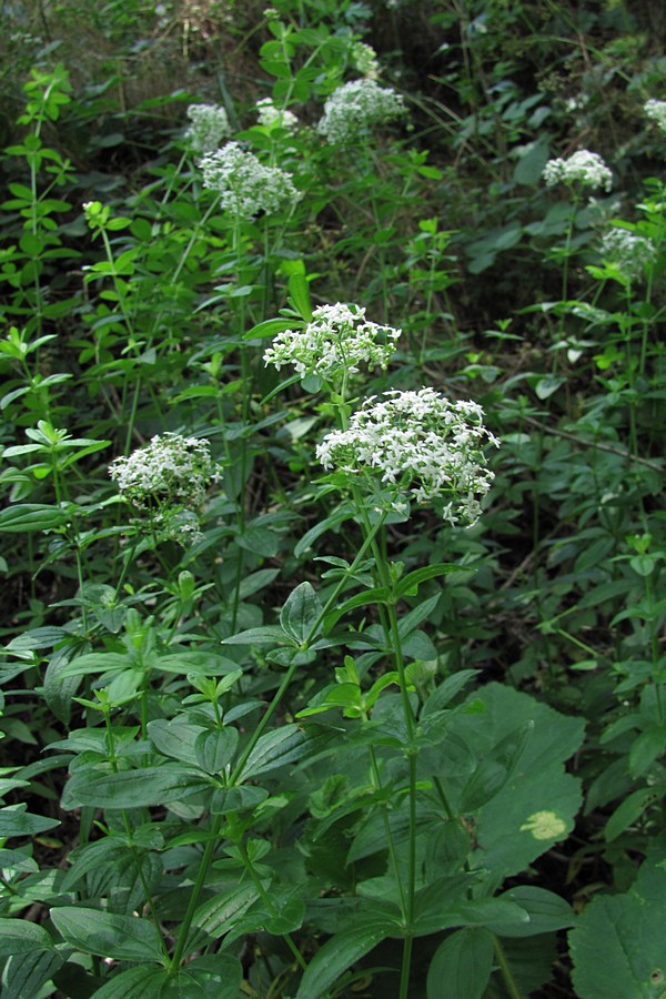 Image of Galium rubioides specimen.