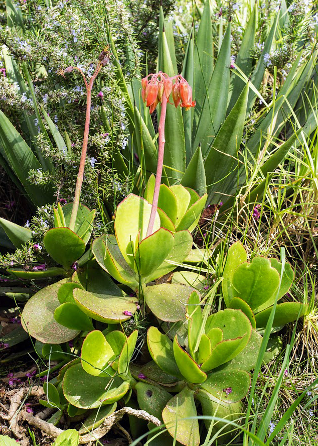 Image of Cotyledon orbiculata specimen.