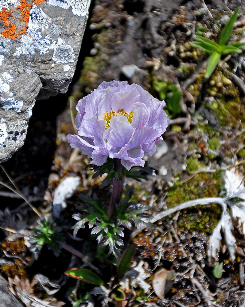 Image of Trollius lilacinus specimen.