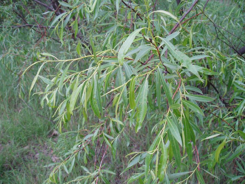 Image of Salix acutifolia specimen.