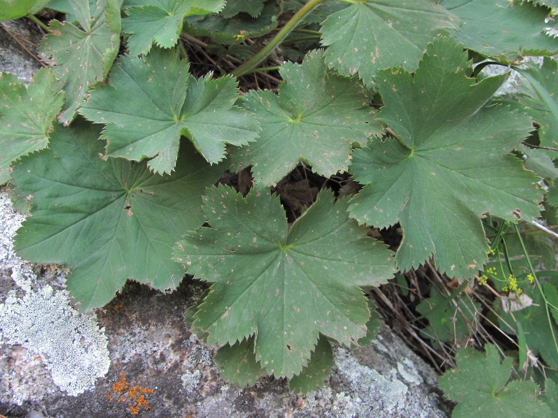 Image of Alchemilla orthotricha specimen.