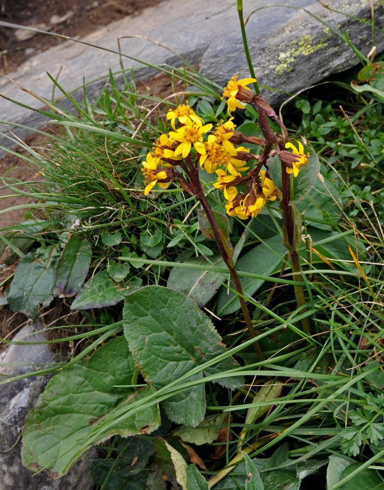 Image of Ligularia sibirica specimen.