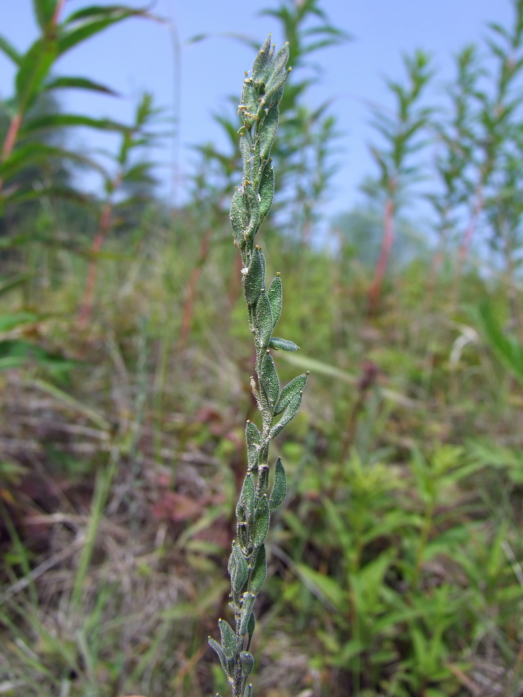 Image of Draba hirta specimen.