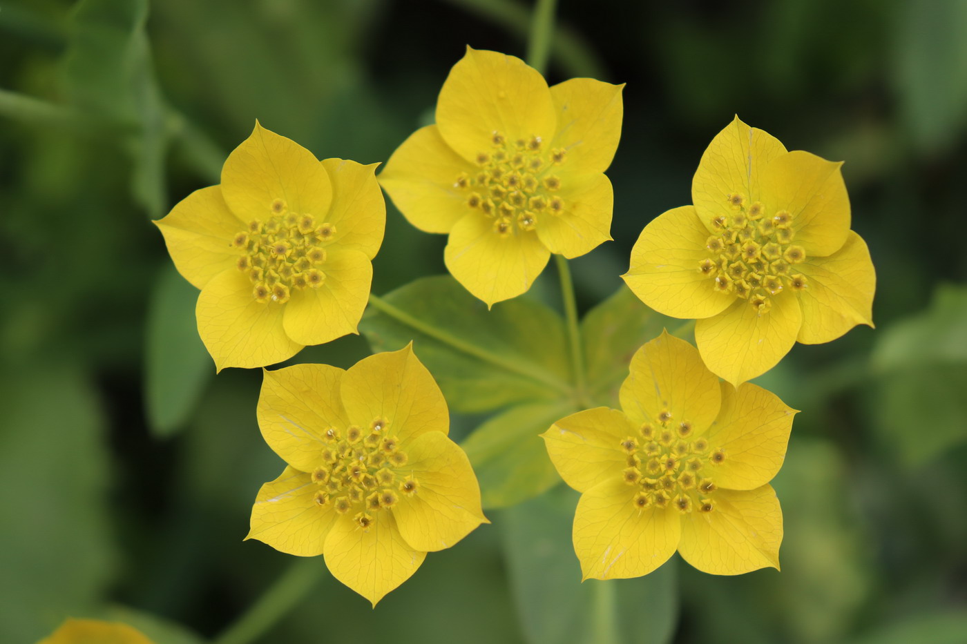 Изображение особи Bupleurum aureum ssp. porfirii.