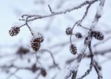 Alnus incana. Веточка с соплодиями прошлого года в снегу. Пермский край, г. Пермь, Кировский р-н, берег оз. Лобханское. 08.02.2020.