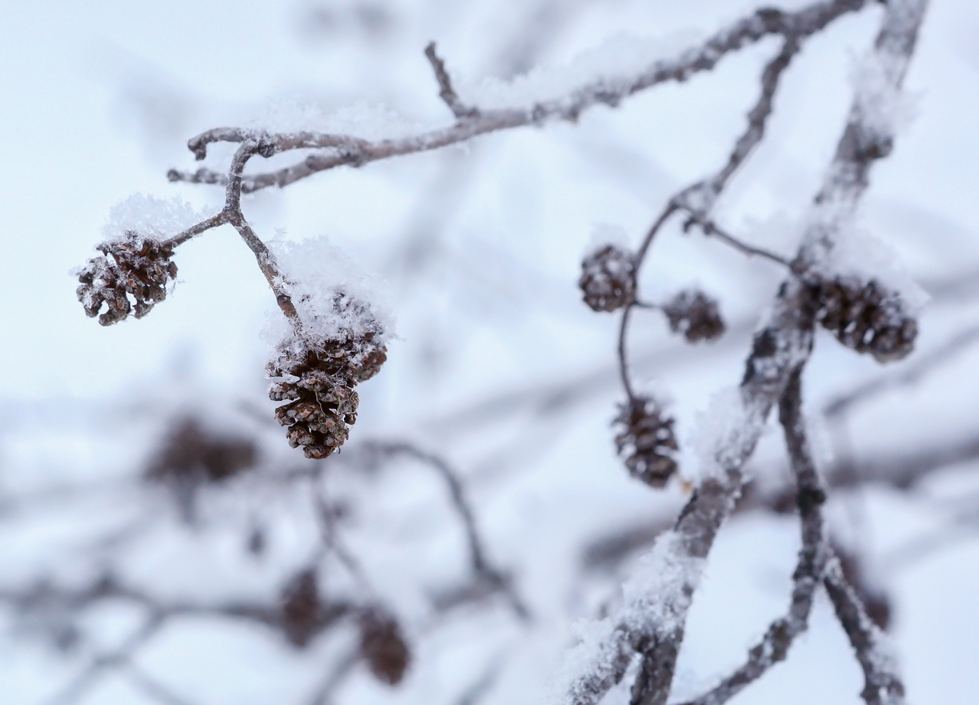 Изображение особи Alnus incana.