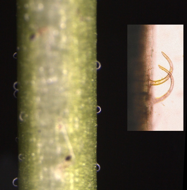 Image of Circaea cordata specimen.