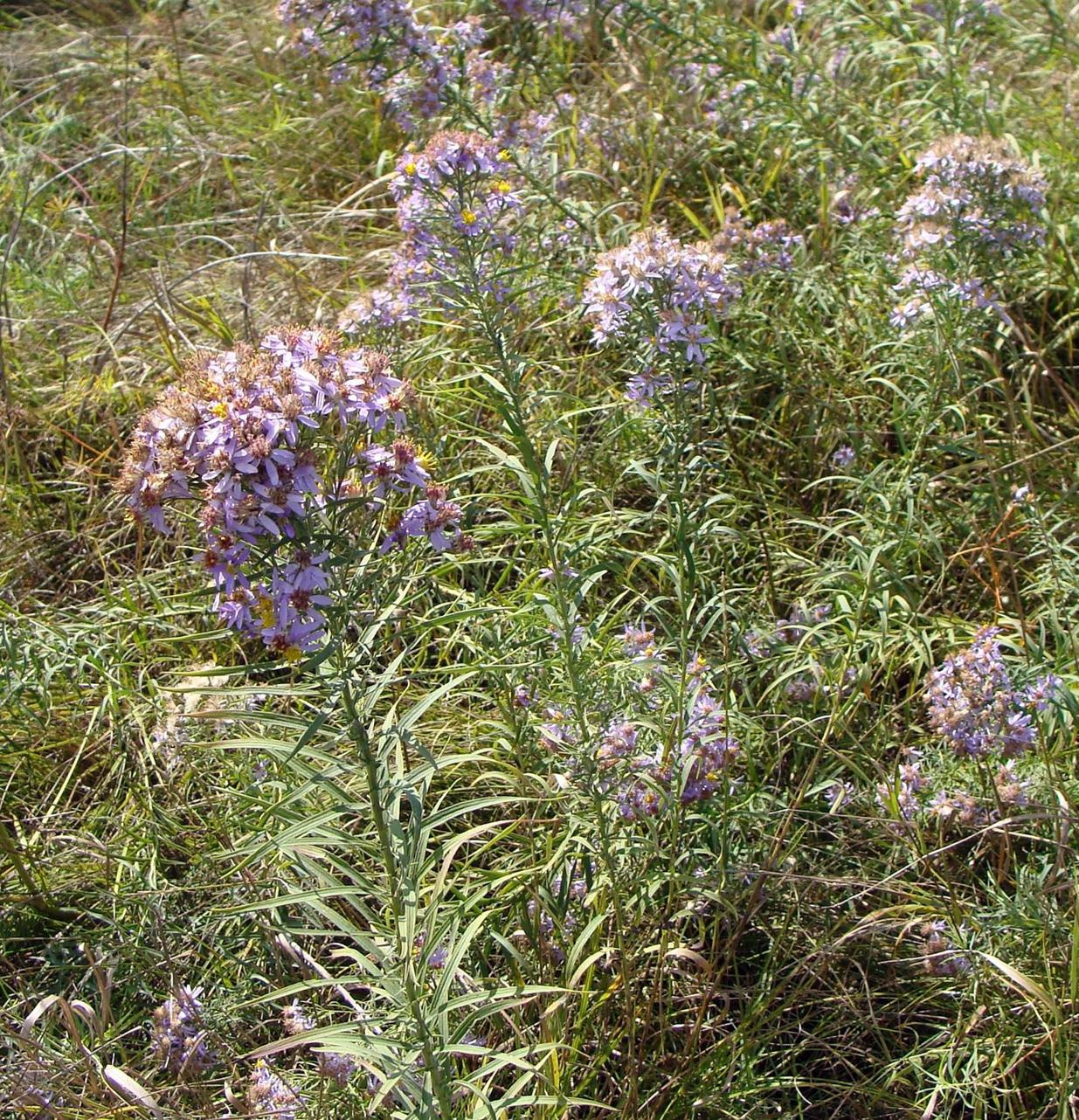 Image of Galatella rossica specimen.