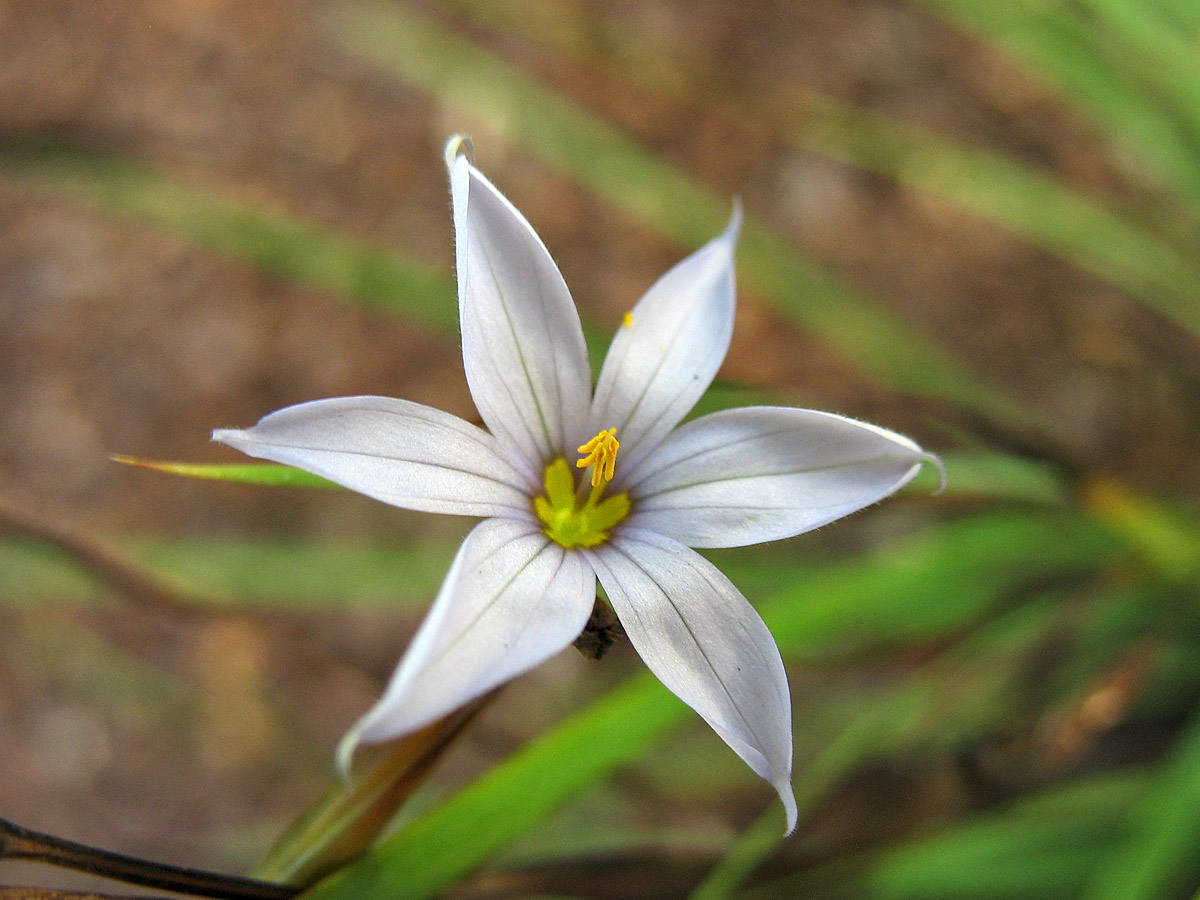 Image of Sisyrinchium mucronatum specimen.