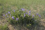 Geranium transbaicalicum. Цветущее растение. Бурятия, Кижингинский р-н, берег р. Кодун, заросшие песчаные намывы на берегу. 06.07.2019.