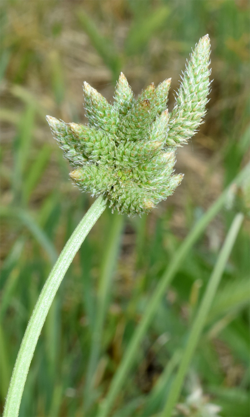 Image of Plantago lanceolata specimen.