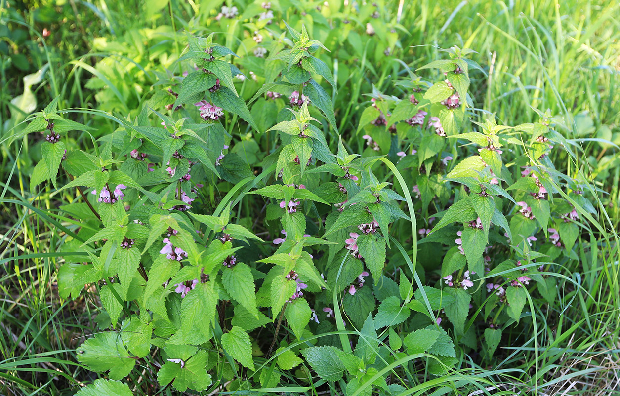 Image of Lamium barbatum specimen.