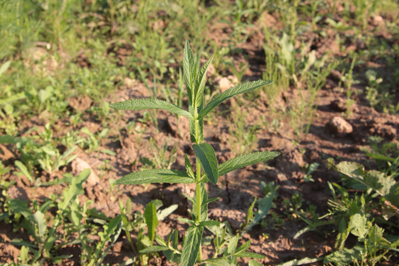 Изображение особи Stachys palustris.