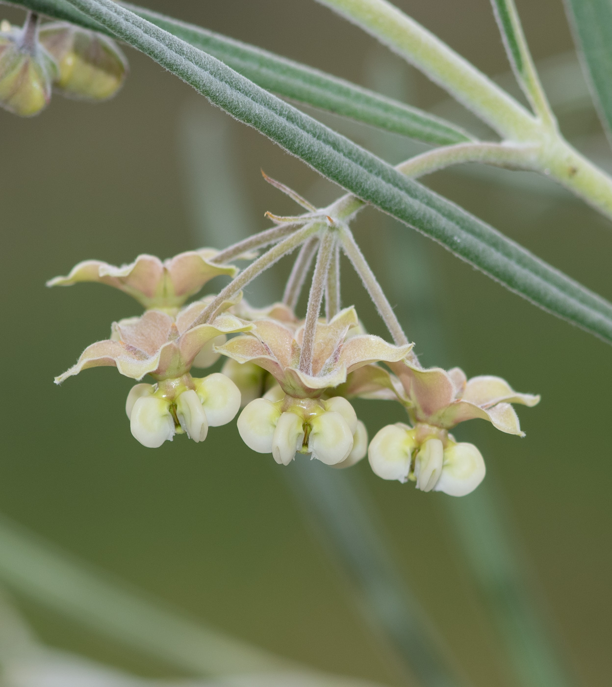 Image of Gomphocarpus tomentosus specimen.