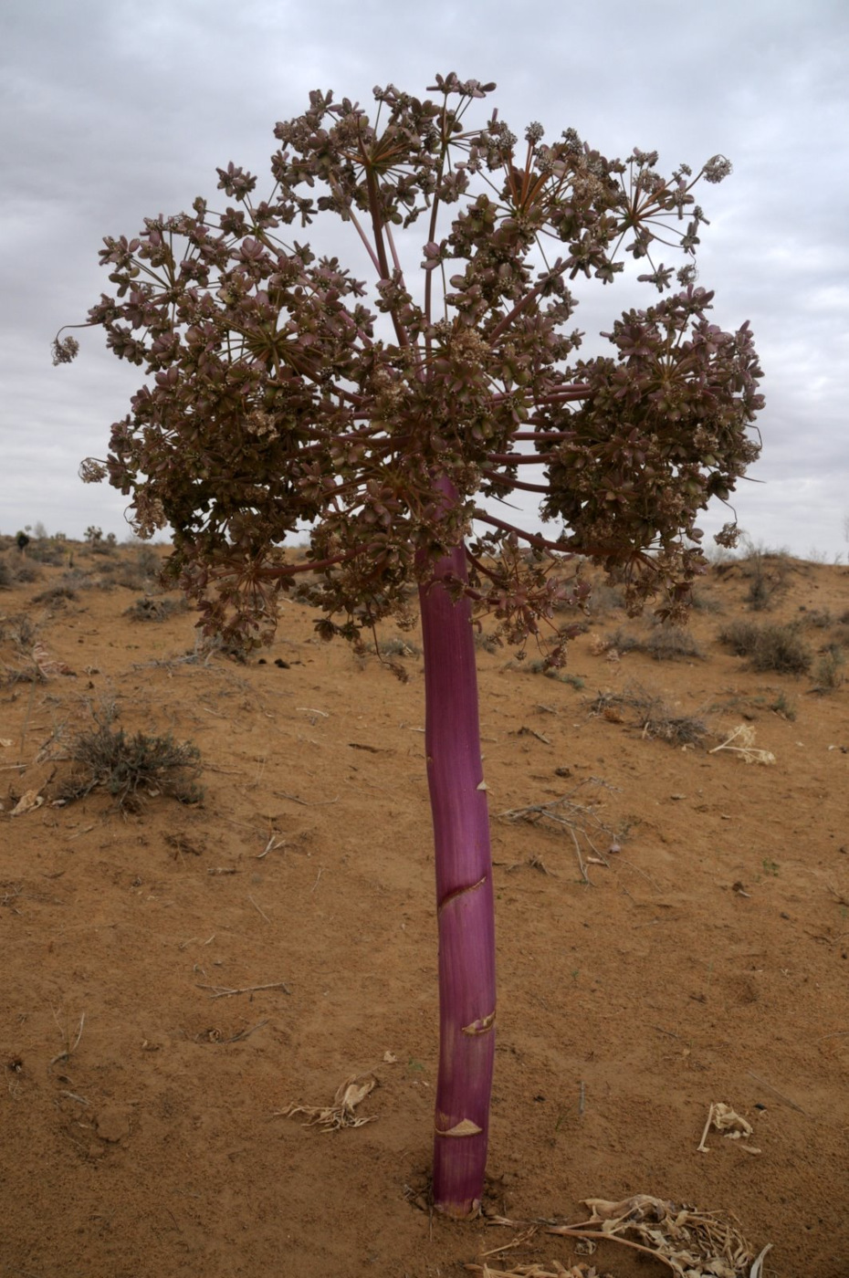 Image of Ferula foetida specimen.