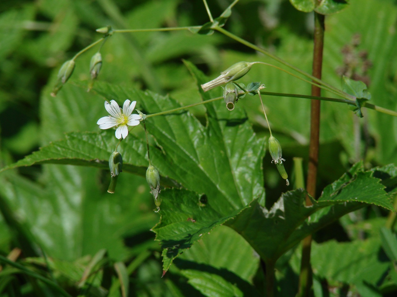 Изображение особи Cerastium davuricum.