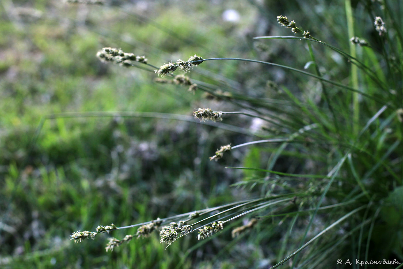 Image of genus Carex specimen.