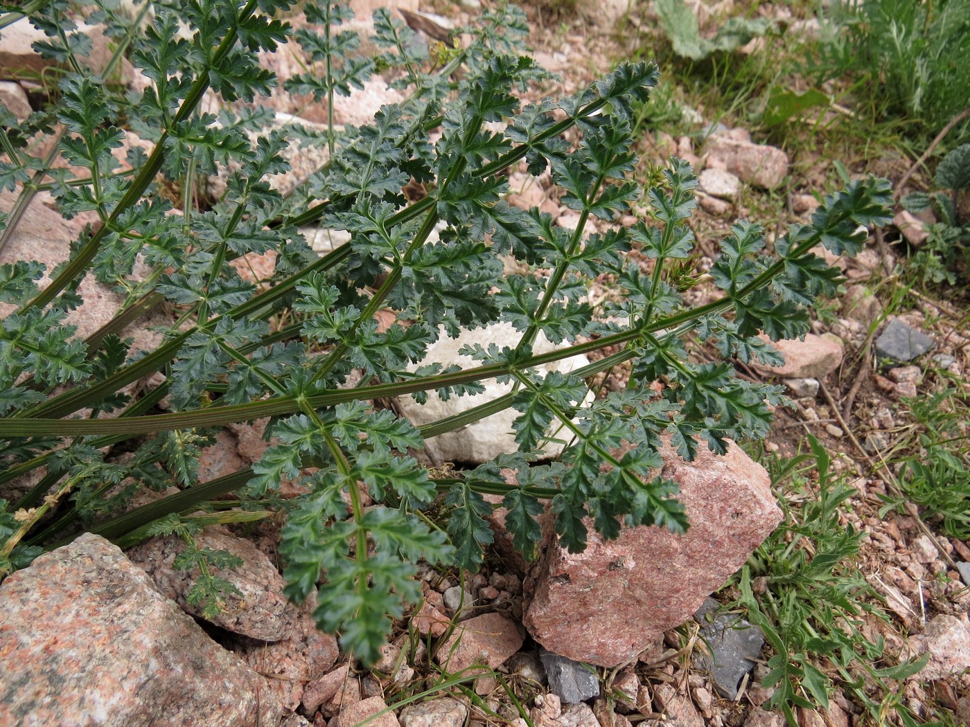 Изображение особи Ferula samarkandica.