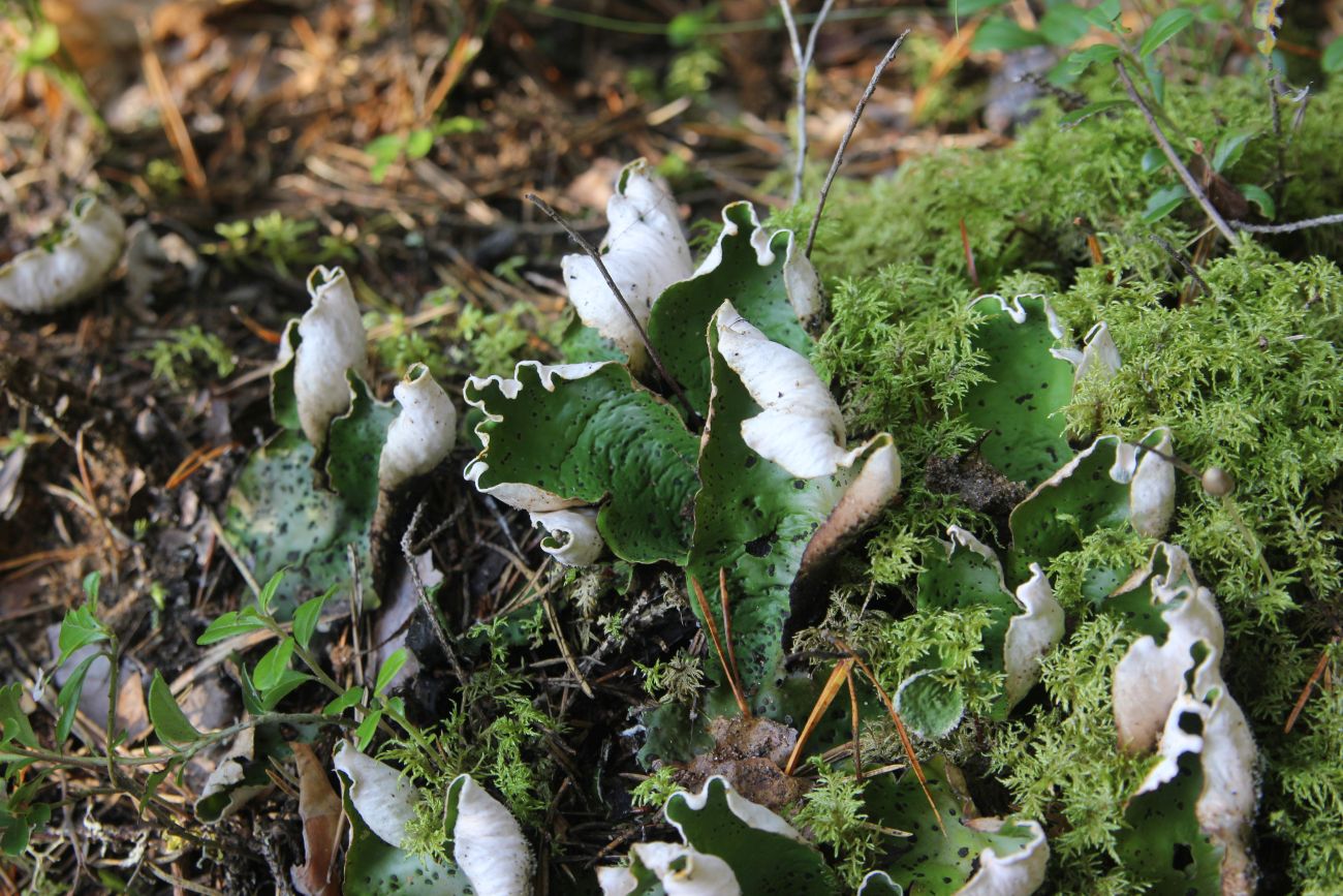 Image of Peltigera aphthosa specimen.