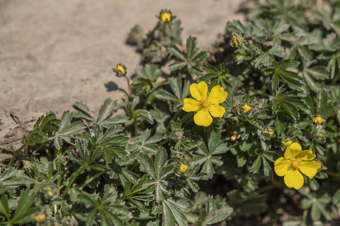 Image of Potentilla sphenophylla specimen.