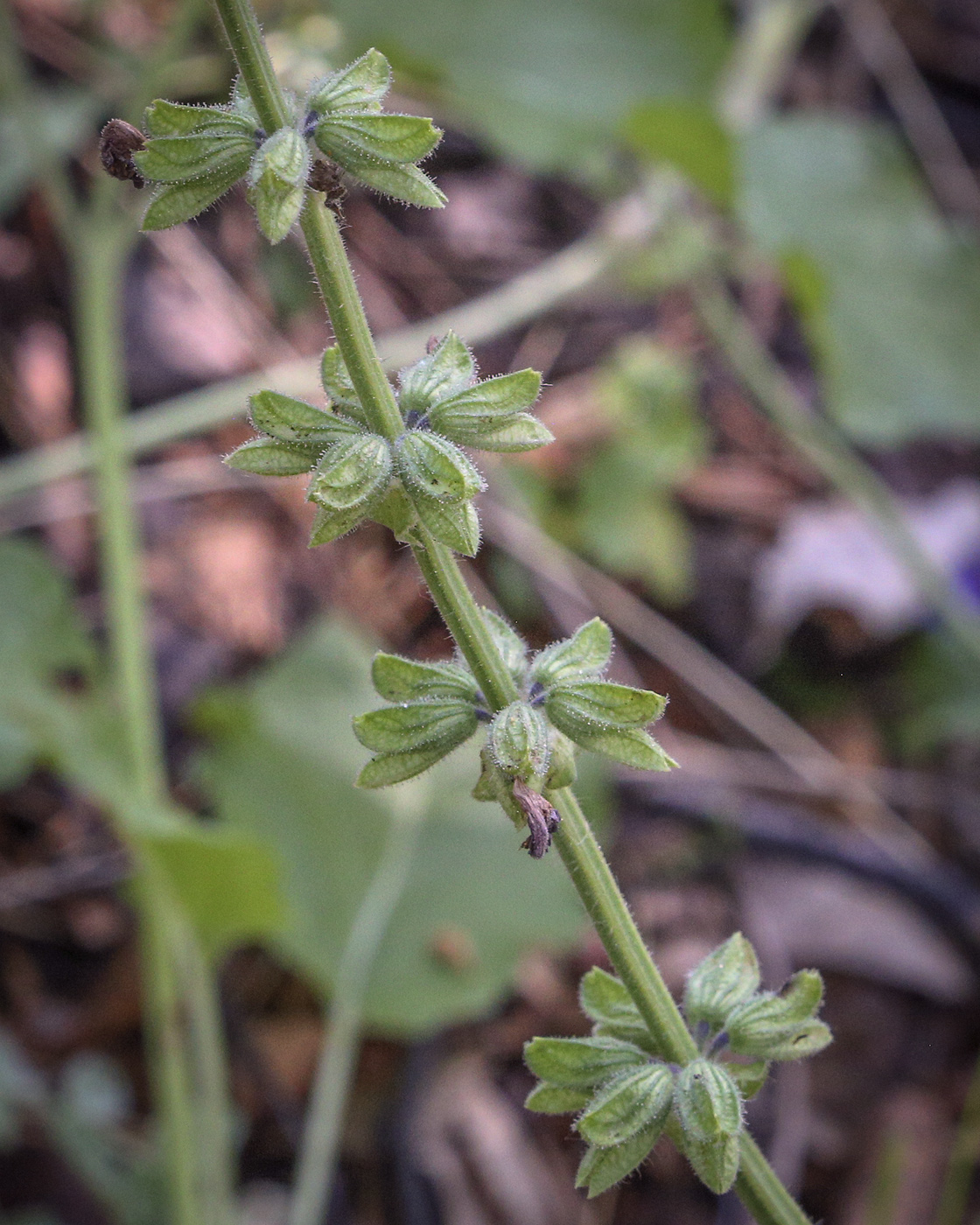 Image of Salvia stepposa specimen.