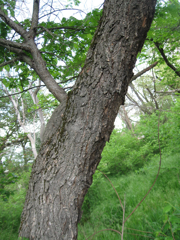 Image of Ulmus minor specimen.