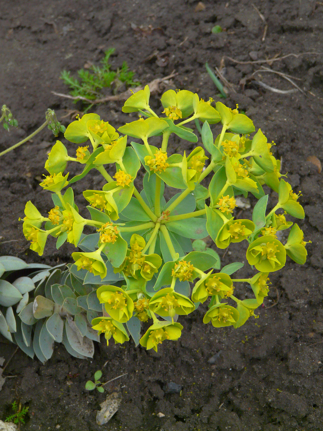 Image of Euphorbia myrsinites specimen.