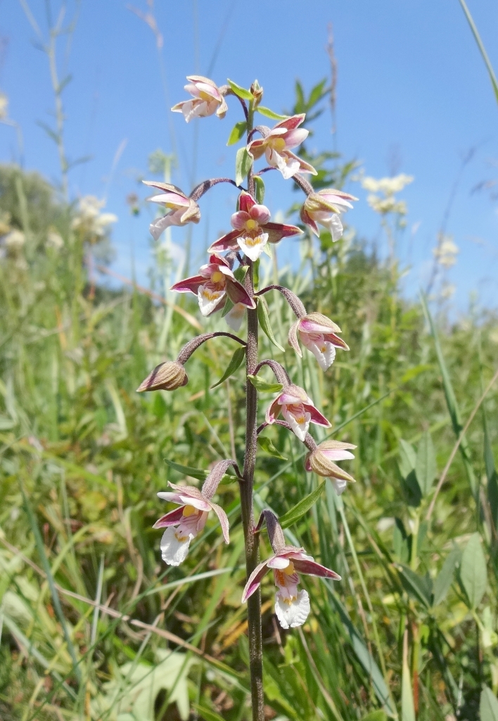 Image of Epipactis palustris specimen.