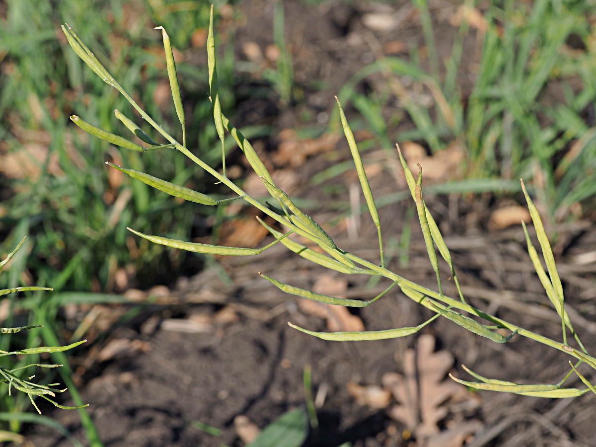 Изображение особи Brassica campestris.