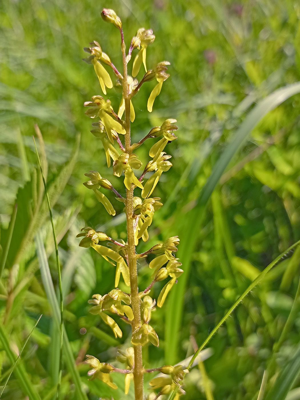 Image of Listera ovata specimen.