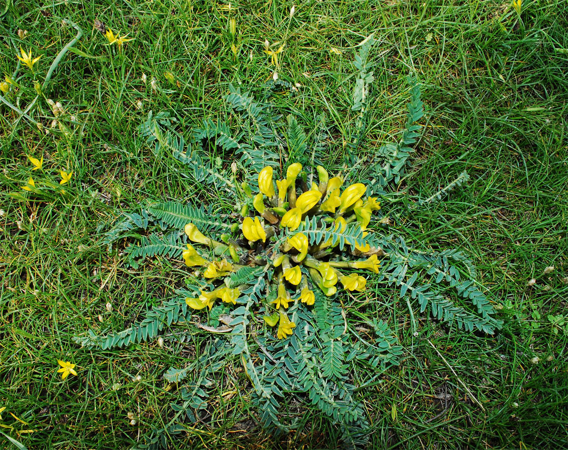 Image of Astragalus macronyx specimen.