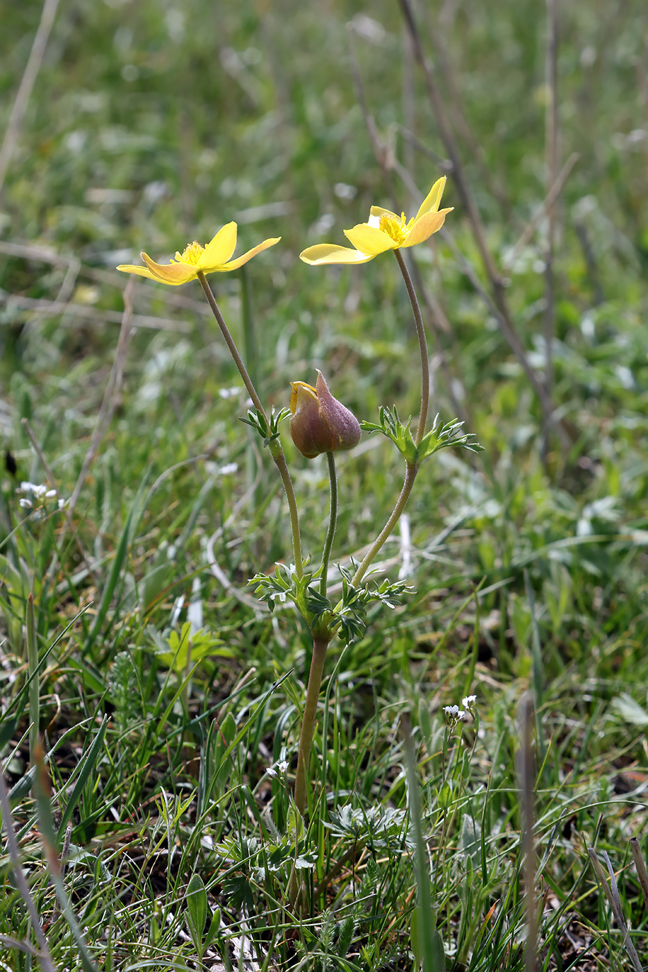 Image of Anemone petiolulosa specimen.