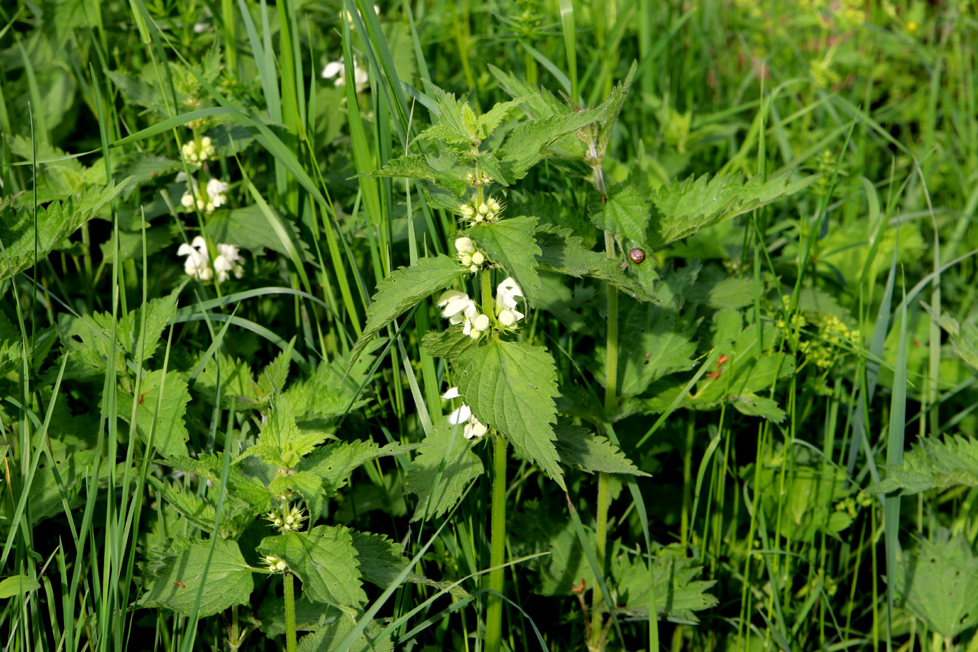 Image of Lamium album specimen.