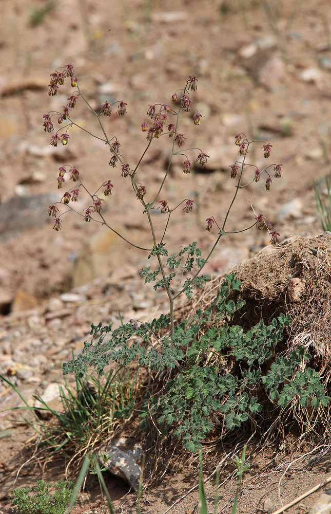 Image of Thalictrum foetidum ssp. acutilobum specimen.