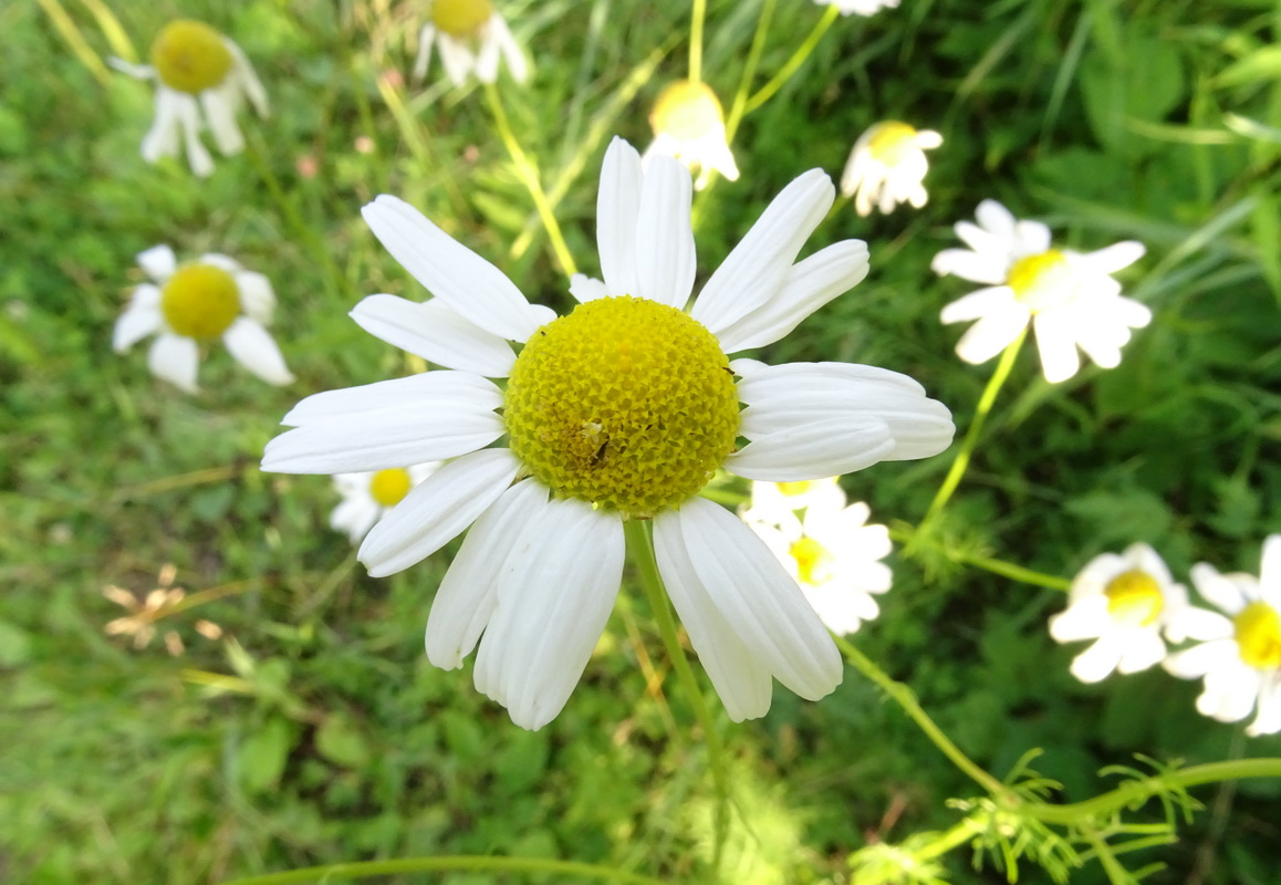 Image of Tripleurospermum inodorum specimen.