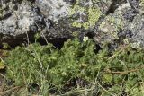 Saxifraga pubescens. Зацветающие растения. Испания, автономное сообщество Каталония, провинция Жирона, комарка Рипольес, муниципалитет Сеткасес, окр. курорта \"Вальтер 2000\", ≈2200 м н.у.м., нижняя часть осыпи, между камней. 15.05.2022.