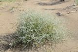 Artemisia santolina