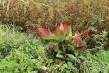 Rumex aquaticus