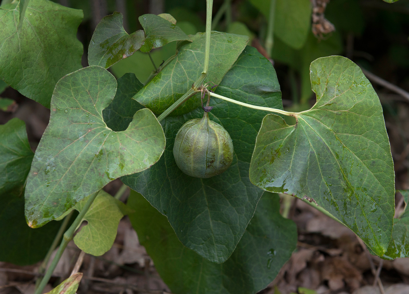 Изображение особи Aristolochia clematitis.