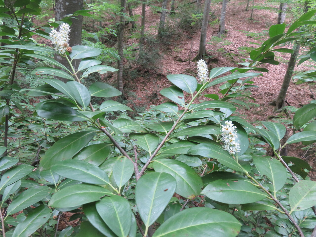 Image of Lauro-cerasus officinalis specimen.