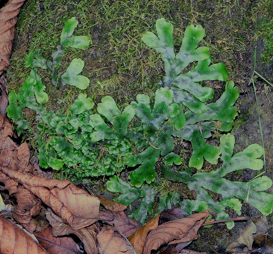 Image of Conocephalum conicum specimen.