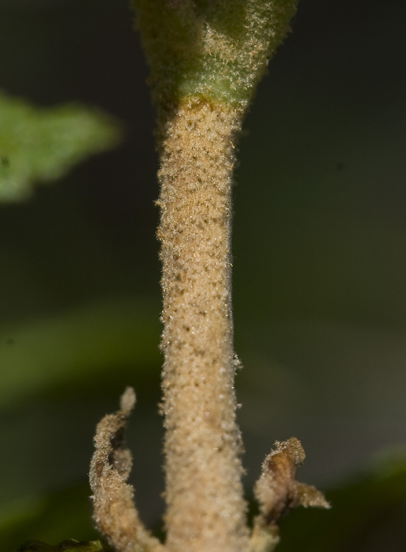 Изображение особи Sorbaria rhoifolia.
