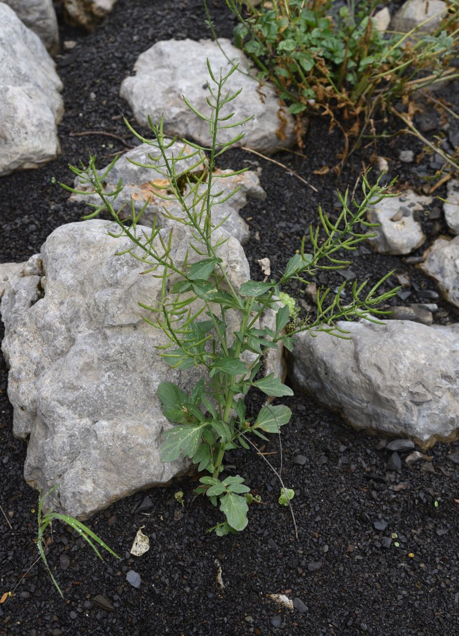 Image of Barbarea vulgaris specimen.