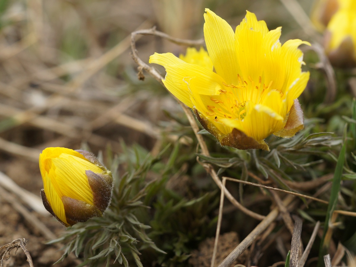 Image of Adonis volgensis specimen.