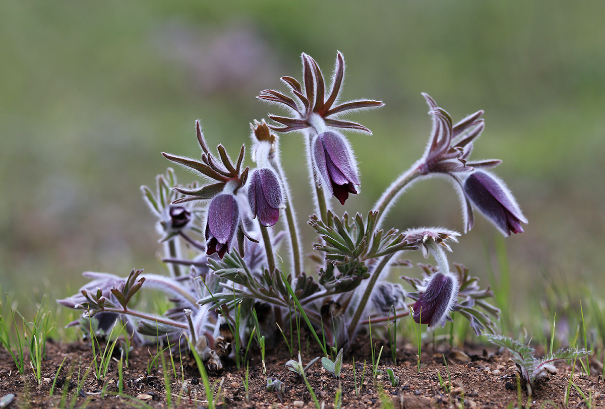 Изображение особи Pulsatilla cernua.