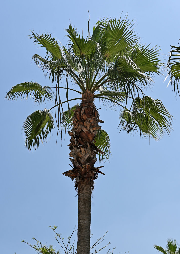 Изображение особи Washingtonia robusta.