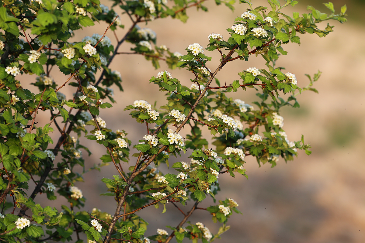 Изображение особи Crataegus maximowiczii.